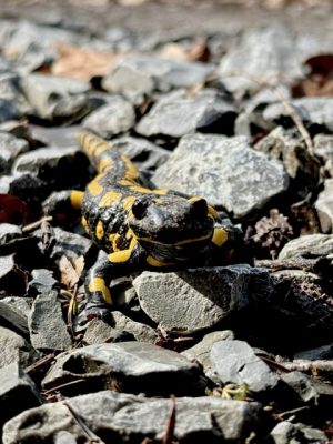 Familienwanderung - Salamander